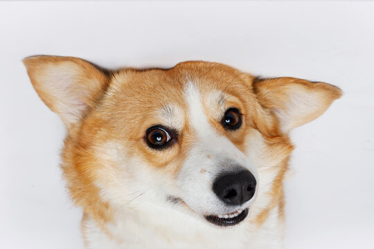 Portrait of cute puppy corgi. Little smiling dog on gray background. Free space for text.