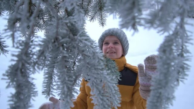 The child shakes the snow off the Christmas tree and smiles. The child is dressed in a warm winter jacket and a gray knitted hat. Playing with snow. Love for winter. The pleasure of snow.