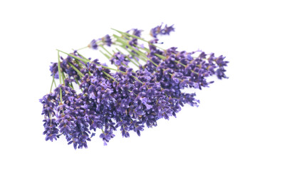 Lavender flowers isolated on white background.  