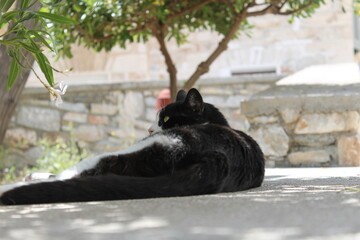 Greek cat