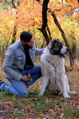 A young guy with a large dog without a muzzle for a walk in the autumn forest. Alabai on the walk