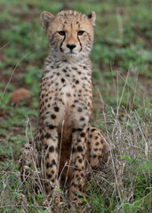 Pensive cheetah cub