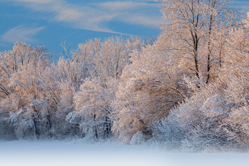Winter landscape of a snow flocked forest at sunrise, Fort Custer State Park, Michigan, USA