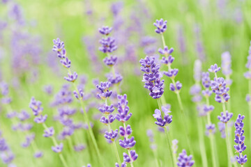 Lavender flower head close up. Bright green natural background.
