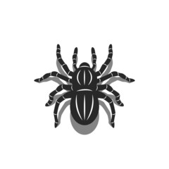 Silhouette of a 3D spider tarantula isolated on white background, insect top view with shadows, black and white animal vector illustration, simple tattoo design template