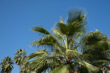 Fototapeta premium Blue sky and tropical palms. Summer beach vacation concept.