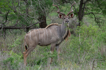 Greater kudu bull profile