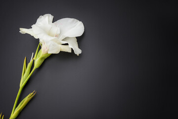 White gladiolus on a black background.