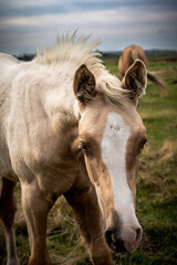 Fototapeta premium Hinterm Deich