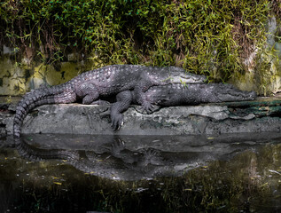 alligators in the chill mode