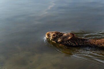 Swimming Marsh Rabbit Closeup