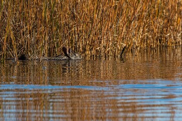 Marsh Rabbit Swims Through Salt Marsh
