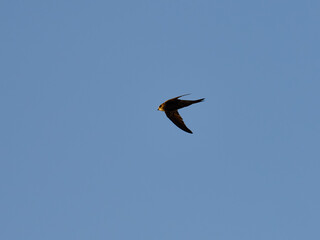 Common Swift, Apus apus, flying over the Torrevieja salt flats, Spain