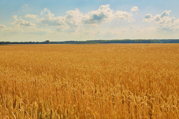 Yellow wheat field and dark blue sky