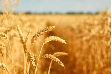Fototapeta premium Image of wheat field with blue sky, summer day.
