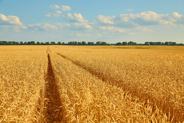 Yellow wheat field and dark blue sky