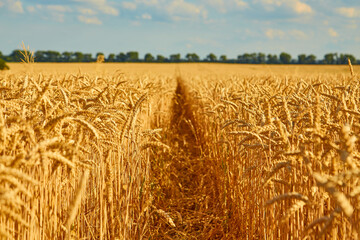 Wheat field with spikelets in gold tones