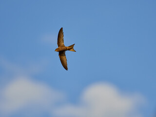 Common Swift, Apus apus, flying over the Torrevieja salt flats, Spain