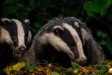 European badger (Meles meles)      searching for food at night in the forest of Drenthe in the Netherlands       © henk bogaard