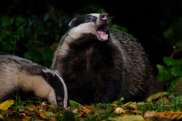 European badger (Meles meles)      searching for food at night in the forest of Drenthe in the Netherlands       © henk bogaard