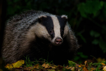 European badger (Meles meles)      searching for food at night in the forest of Drenthe in the Netherlands      