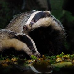 European badger (Meles meles)      searching for food at night in the forest of Drenthe in the Netherlands      