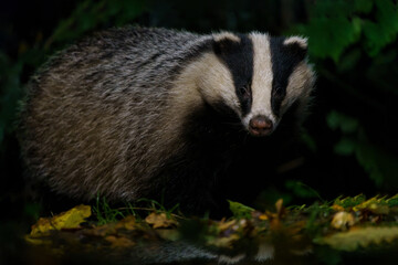 European badger (Meles meles)      searching for food at night in the forest of Drenthe in the Netherlands      