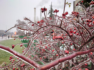 Colorful red berries coated in ice in a freezing winter day