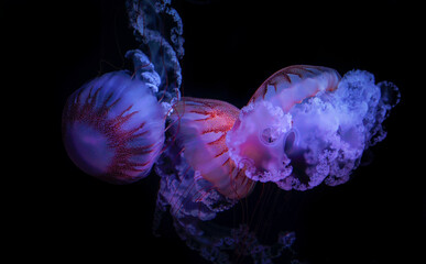 three purple-blue jellyfish in the depths of the sea  © Martin