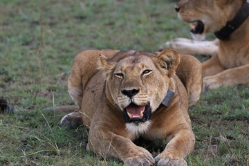 Fototapeta na wymiar Lion family in Queen Elizabeth National Park - Uganda, Africa