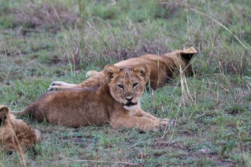 Lion family in Queen Elizabeth National Park - Uganda, Africa