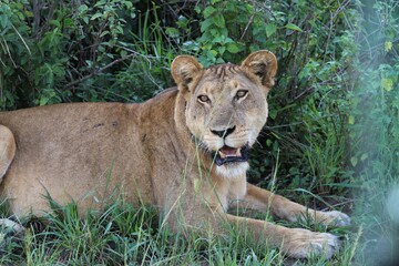 Lion family in Queen Elizabeth National Park - Uganda, Africa