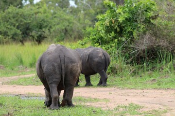 Obraz premium southern white rhinoceros (Ceratotherium simum simum) - Ziwa Rhino Sanctuary, Uganda, Africa