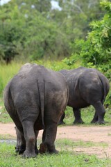 southern white rhinoceros (Ceratotherium simum simum) - Ziwa Rhino Sanctuary, Uganda, Africa