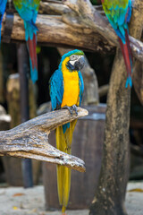 Macaw parrot with colorful feathers. Portrait of colorful Scarlet Macaw parrot. Macaw parrot bird in garden
