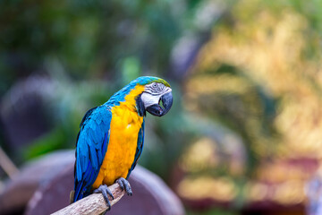 Macaw parrot with colorful feathers. Portrait of colorful Scarlet Macaw parrot. Macaw parrot bird in garden