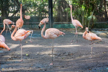 American Flamingo is standing on one leg . Flamingos on nature. 