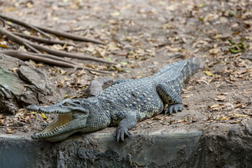 Crocodiles with open jaws. The relax of mugger crocodile. Crocodiles Resting at Crocodile Farm
