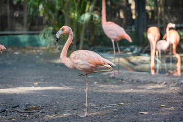 American Flamingo is standing on one leg . Flamingos on nature. 