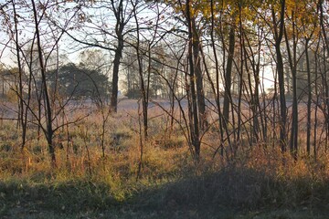 Fototapeta na wymiar morning in the autumn forest