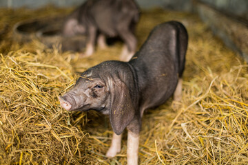 pig in the grass . Deep Bed Pig