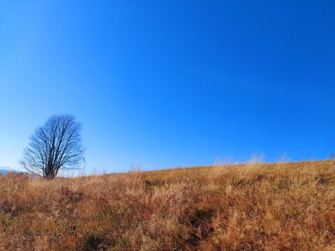 Autumn landscape with tree and blue sky somewhere in Oravska Lesna Slovakia