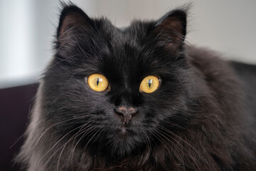 Close-up portrait of a black cat with yellow eyes resting at home.