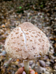 Polish edible mushroom Macrolepiota procera. Natural bokeh, selective focus.