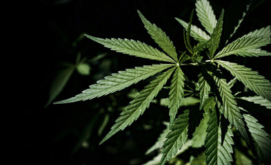Naklejka na ściany i meble A cannabis plant on a dark natural background. Selective focus.