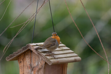 Rouge-gorge