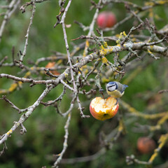 M&eacute;sange bleue