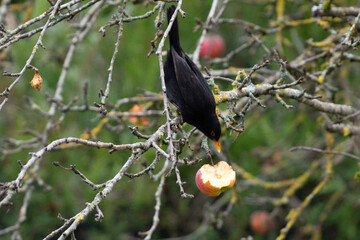Naklejka premium Merle mangeant une pomme