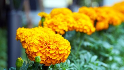 オレンジ色のマリーゴールドの花