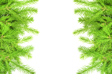 Spruce branch isolated on white background. Green fir. Christmas tree. set for designer